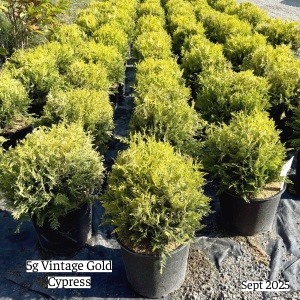 September 2025 5g Vintage Gold Cypress Group Website